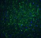 IRGM Antibody